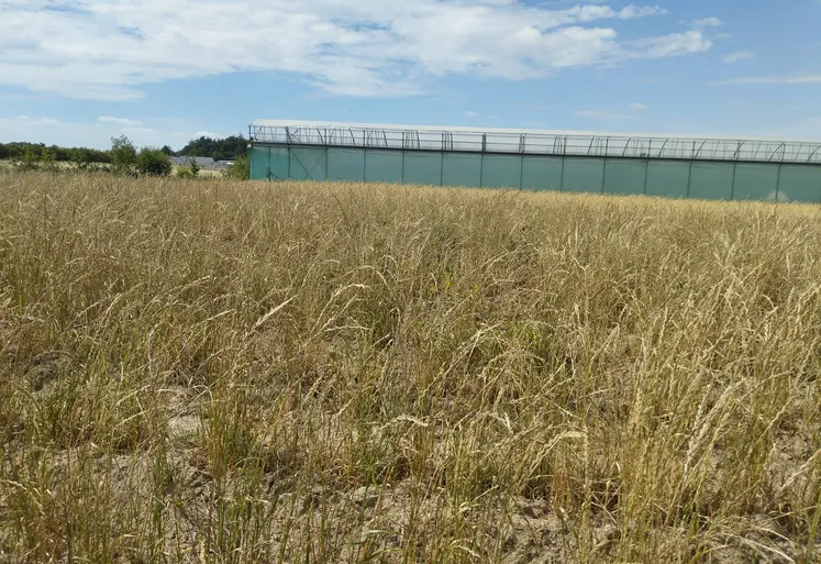 Ray-grass Italie couvert interculture maraichage plein champ Nantes adventice diversification succession culturale