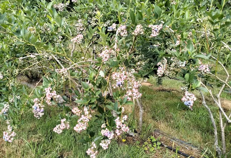 <em class="placeholder">Myrtilliers au Verger d'Hyvernaud en Haute-Vienne.</em>
