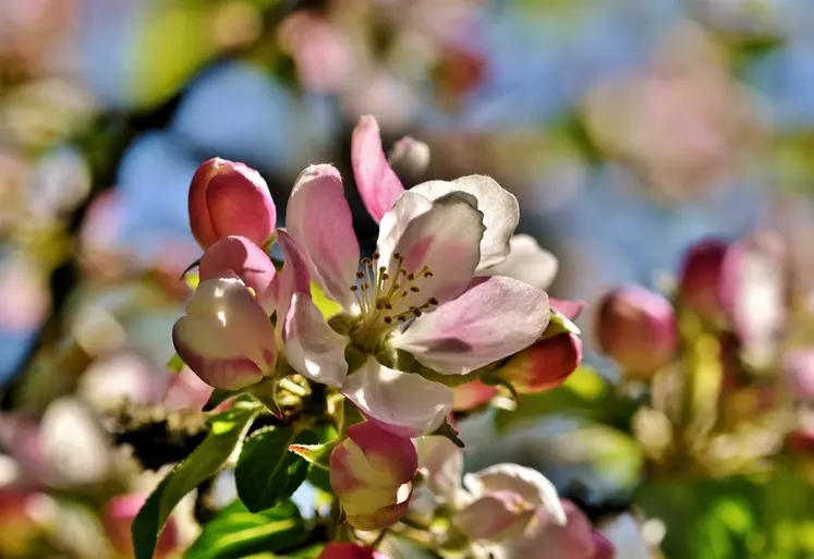 <em class="placeholder">Une branche de pommier en fleurs. Les fleurs sont rosées. </em>