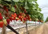 Les surfaces de production de fraise progressent légèrement de 2% en France, comme dans d'autres pays européens. 