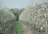 Les surfaces en pomme et poire ont cessé de reculer et progressent même en Pays de la Loire, notamment en poire. © V. Bargain