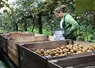 La production française de kiwi est en légère baisse depuis quelques années, passant de 67 000 t en 2015 à 51 000 t en 2020, selon Eurostat.