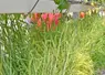 Les plantes relais permettent un bon développement de parasitoïdes et une présence de prédateurs dans la serre.