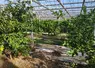 Des maraîchers de Provence-Alpes-Côte d’Azur se lancent dans la culture d’agrumes dans d’anciennes serres de tomate.