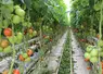 Serre de tomates en Bretagne
