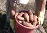 Seau de patates douces lors de la récolte en Caroline du Nord. 