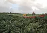 production de chou-fleur en Bretagne