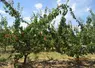 abricotier variété Orangered® - porte-greffe Rootpac® 20