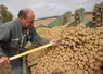 Plantation de pomme de terre variété markise, sous contrat avec un industriel de la transformation agroalimentaire Mc Cain. Agriculteur. Plant de pommes de terre