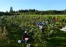 La conduite en pleine terre représente 95 % des surfaces de myrtilles en France. La densité de plantation est généralement de 3 300 plants par hectare.