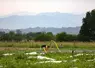 Pour relocaliser 10 % de la consommation de légumes frais autour de villes comme Pau, il faudrait créer sur le territoire 50 à 100 fermes maraîchères de 2 ha.