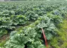 Pieds de rhubarbe rouge en plein terre en Bretagne