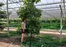 <em class="placeholder">Les avocatiers ont une très forte vigueur et doivent être rabattus pour être contenus dans la serre photovoltaïque. </em>