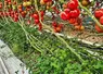 tomate sous serre - engrais verts