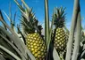 <em class="placeholder">ananas</em>
