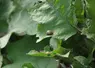 <em class="placeholder">La technique de l’aménagement d’infrastructures agroécologiques permet de favoriser des auxiliaires présents naturellement dans l’environnement de la serre.</em>