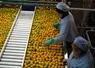 Tri et conditionnement de clémentines sur le site industriel de la Copag à Taroudant. Production d' agrumes. Fruits marocains. Ouvrières marocaines.