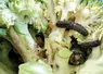 <em class="placeholder">chenille brocoli</em>