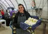 <em class="placeholder">Laurie Lunel, productrice d&#039;endives</em>