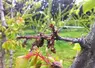 <em class="placeholder">Les projets Palvip (Centrex) et FAN de Bio (SudExpé et Centrex) conduits de 2017 à 2020 ont évalué des produits de biocontrôle à la floraison sur abricot et avant ...</em>