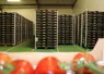 entrepôt d'une entreprise d'expédition de légumes bretons. Au premier plan, des tomates grappes, au fond des palettes de colis de légumes bretons à marque Prince de Bretagne.