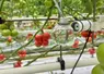 <em class="placeholder">capteur faux fruit serre tomate</em>