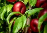 <em class="placeholder">nectarine plate ASF</em>