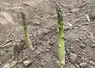 Deux turions d'asperge verte