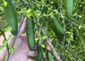 Citrons caviar verts sur l'arbre