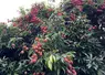 Un arbre de litchis à La Réunion