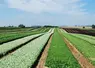 Champ de salade ou jeunes pousses chez Picvert dans la Somme 