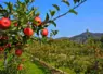 pommier pomme verger feuilles
