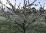 fruitier sous gel après aspersion