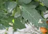 <em class="placeholder">dégâts Tuta absoluta sur tomate</em>