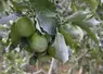 <em class="placeholder">argile pomme</em>