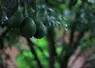 trois avocats sur branche d'avocatier