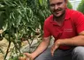 Frédéric Marchesin, producteur de tomates Label Rouge pour les Paysans de Rougeline montrant une tomate dans sa serre.