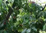 des cerises sur un ceriser. cerises de bessenay