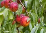 nectarines sur arbre