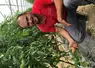 Un producteur agenouillé dans une serre, soutenant dans sa main une tomate en train de pousser