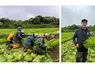 Des employés s'affairent à la récolte de salades dans une parcelle du Gaec Stéphan. A droite, Christian Stéphan, l'un des trois associés du Gaec Stéphan.
