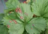 Sur les feuilles et les pétioles, Pestalotiopsis longisetula provoque de petites taches nécrotiques.