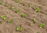 Plantation de salades sous couvert