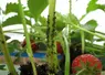 <em class="placeholder">L’Aprel travaille sur deux approches contre les pucerons : des produits de biocontrôle et des auxiliaires de culture.</em>