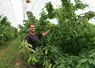 <em class="placeholder">Dimitri Piraud, producteur de cerises dans le Rhône, a installé des vergers 100 % sous couverture intégrale.</em>