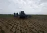 bineuse sur une parcelle de haricots pour l'industrie. hauts-de-france. visite de presse Unilet