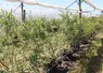 <em class="placeholder">Plant de myrtilliers pour des essais au centre CTIFL </em>
