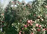 <em class="placeholder">Gros plan sur un pommier de pommes Fuji.</em>
