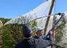 <em class="placeholder">Relevage des filets anti-insectes dans le verger piéton de pommes Beauvallon de Pomanjou à Seiches-sur-le-Loir (Maine-et-Loire).</em>