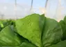 <em class="placeholder">Des pucerons Nasonovia ribisnigri sur des salades. </em>